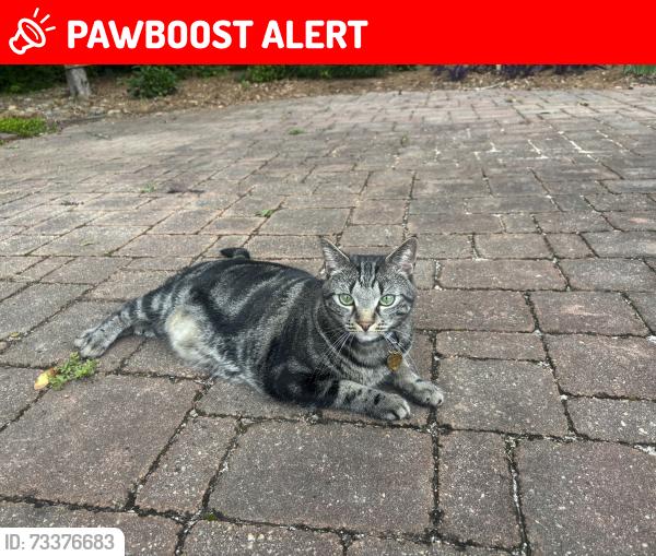 Lost Female Cat last seen Firethorne neighborhood right across from Glenda Trace in front of the Zaxbys, Thomas Crossroads, GA 30265