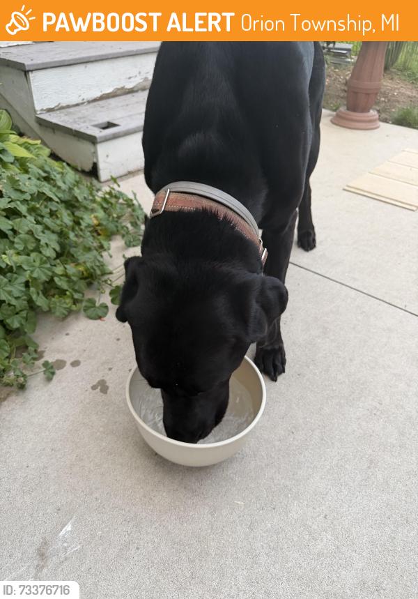 Found/Stray Male Dog last seen Baldwin Rd and Morgan Rd, Orion Township, MI 48359
