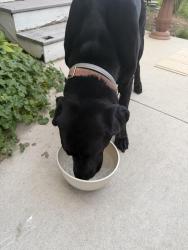 Found/Stray Male Dog last seen Baldwin Rd and Morgan Rd, Orion Township, MI 48359