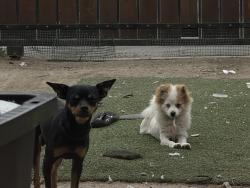 Lost Male Dog last seen Near 1131 E 42ND ST, Los Angeles, CA 90011