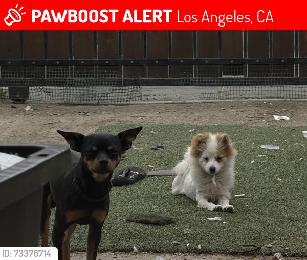 Lost Male Dog last seen Near 1131 E 42ND ST, Los Angeles, CA 90011