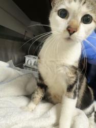 Shelter Stray Female Cat last seen , 14409 Vanowen St, Van Nuys, CA 91405, USA
