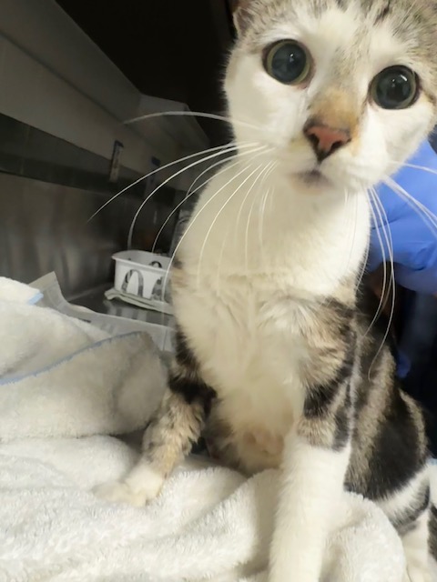Shelter Stray Female Cat last seen , 14409 Vanowen St, Van Nuys, CA 91405, USA