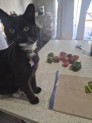 Lost Male Cat last seen Black Mountain Vistas, Henderson, NV 89012