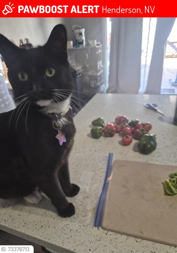 Lost Male Cat last seen Black Mountain Vistas, Henderson, NV 89012