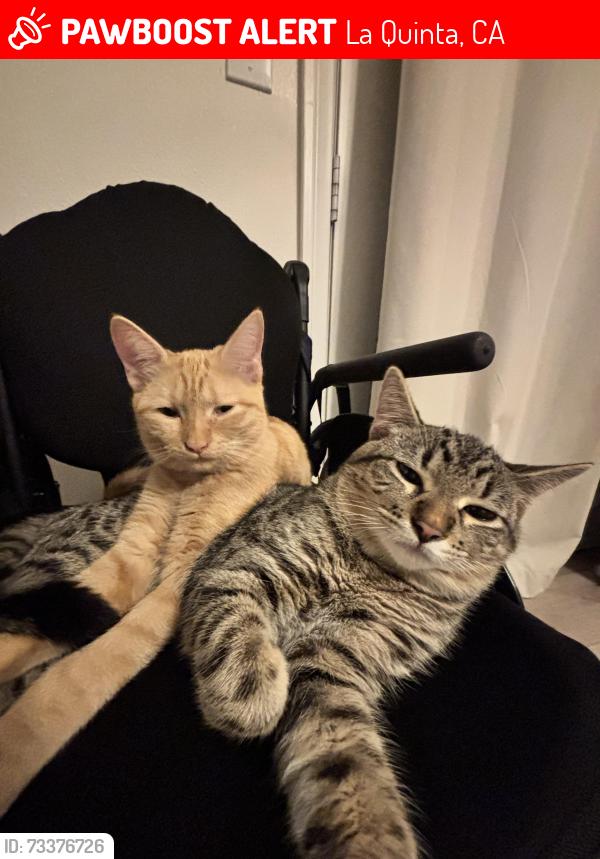 Lost Male Cat last seen Nearby La Quinta High School, La Quinta, CA 92253