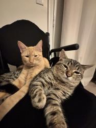 Lost Male Cat last seen Nearby La Quinta High School, La Quinta, CA 92253