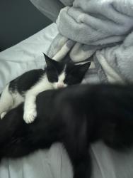 Reunited Female Cat last seen Near Winchester Pl, Bay Shore, NY 11706, USA, Bay Shore, NY 11706