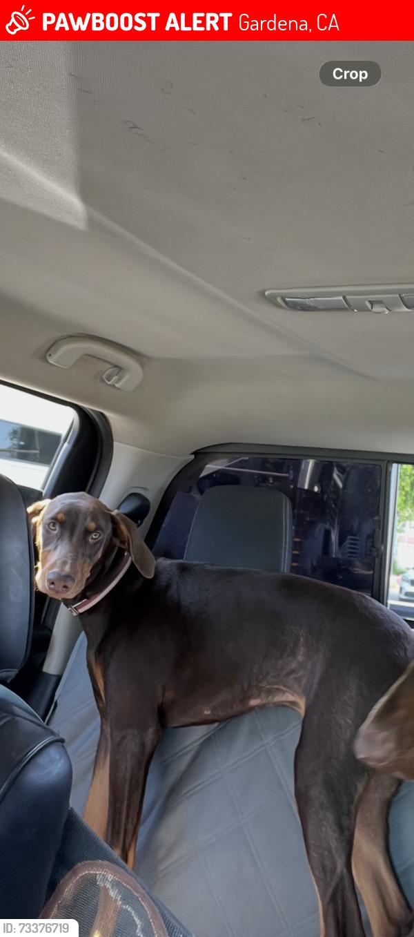 Lost Female Dog last seen At the railroad crossing on east side of Figueroa., Gardena, CA 90248