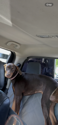 Lost Female Dog last seen At the railroad crossing on east side of Figueroa., Gardena, CA 90248