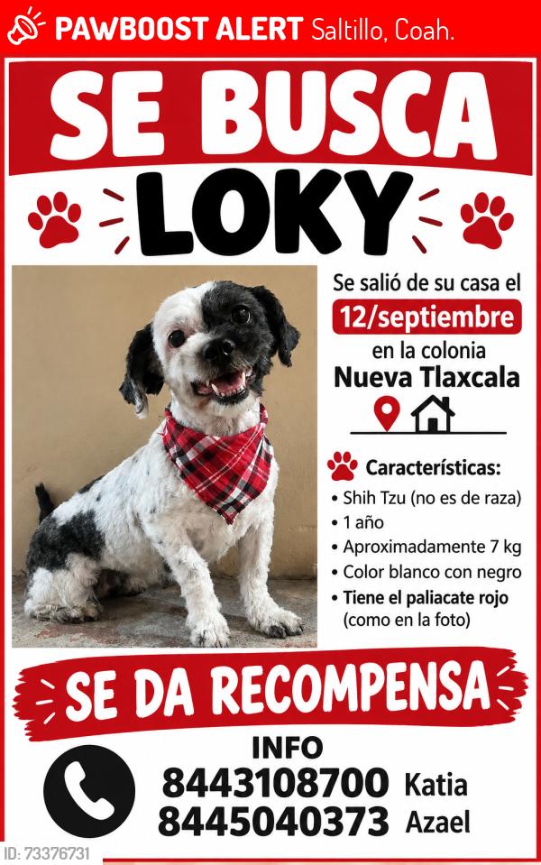 Lost Male Dog last seen Tadeo sewotil col nueva Tlaxcala, Saltillo, Coah. 25019