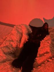 Reunited Male Cat last seen Coleridge street, Newmarket, ON L3X 2T8