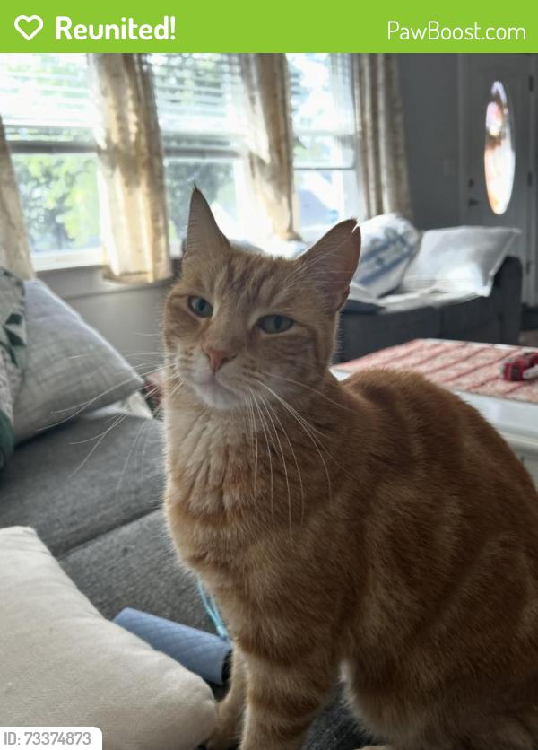 Reunited Male Cat last seen Hoffman street, Brick Township, NJ 08724