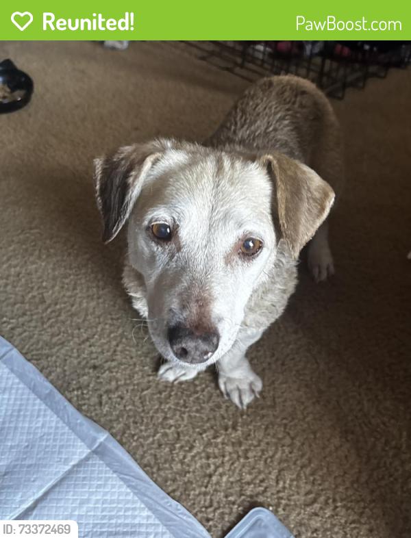 Reunited Female Dog last seen Viera Ave / Wilbur Ave, Antioch, CA 94509