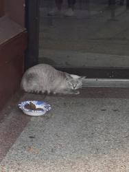Found/Stray Unknown Cat last seen Factory entrance, Kenosha, WI 53140