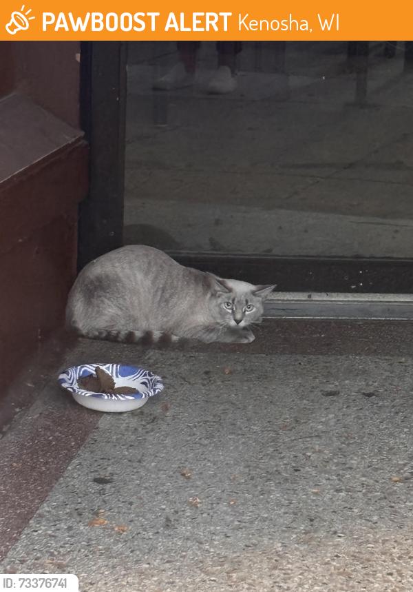 Found/Stray Unknown Cat last seen Factory entrance, Kenosha, WI 53140