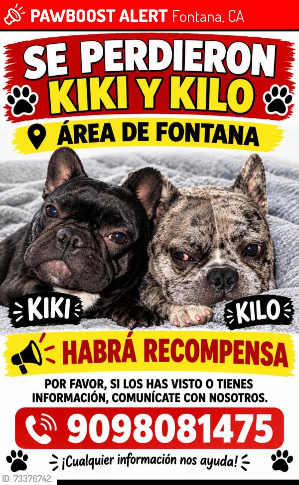 Lost Female Dog last seen Citrus, Fontana, CA 92335