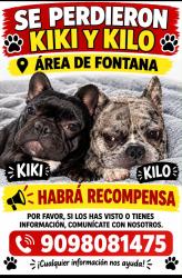 Lost Female Dog last seen Citrus, Fontana, CA 92335