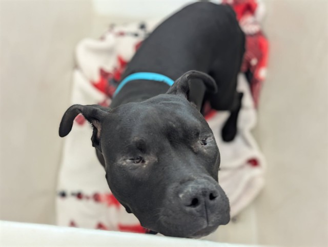 Shelter Stray Female Dog last seen Near BLOCK N 20TH ST, COLORADO SPRINGS CO 80904, 610 Abbot Ln, Colorado Springs, CO 80905, USA