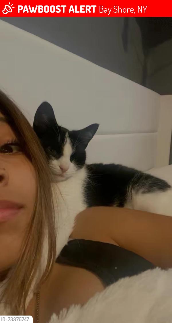 Lost Female Cat last seen 2nd ave, Bay Shore, NY 11706