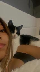 Lost Female Cat last seen 2nd ave, Bay Shore, NY 11706