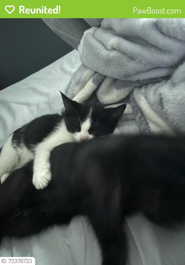 Reunited Female Cat last seen Near Winchester Pl, Bay Shore, NY 11706, USA, Bay Shore, NY 11706
