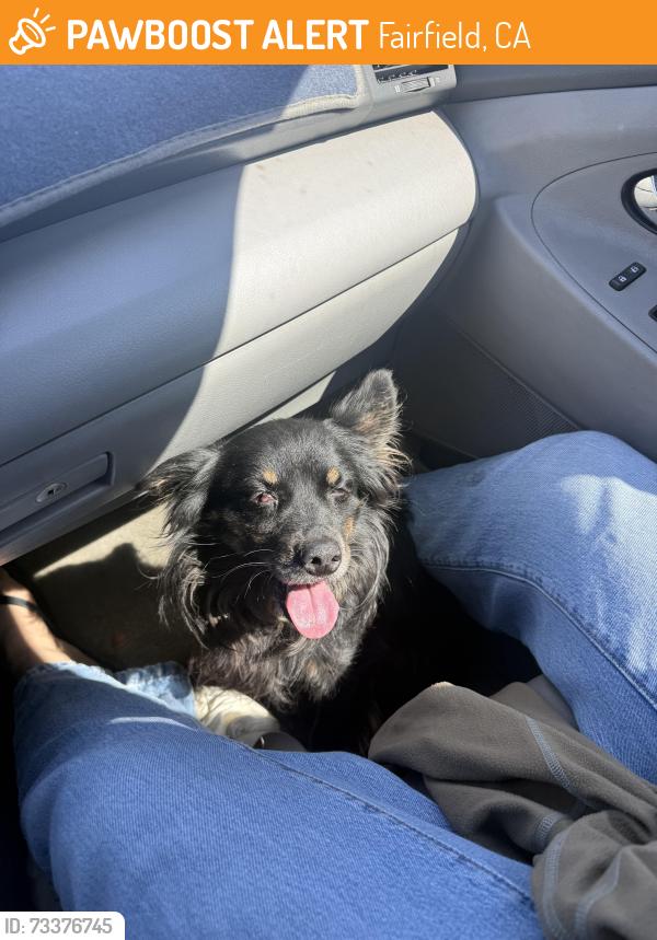 Found/Stray Male Dog last seen tabor avenue park, Fairfield, CA 94533