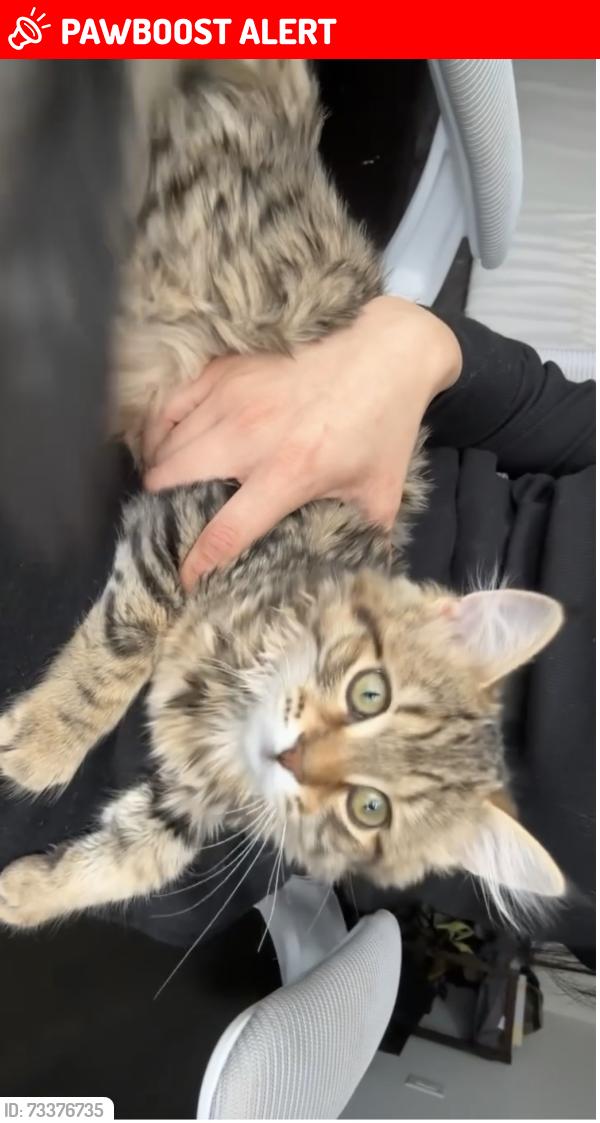 Lost Female Cat last seen Eglington & Hurontario, Mississauga, ON L5R 0E5