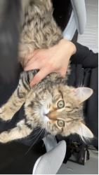 Lost Female Cat last seen Eglington & Hurontario, Mississauga, ON L5R 0E5