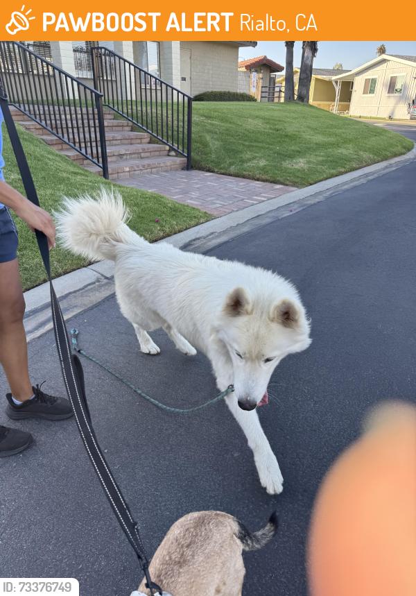 Found/Stray Unknown Dog last seen Ayala and apple, Rialto, CA 92377