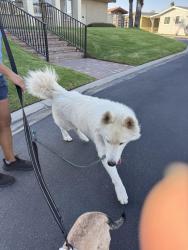 Found/Stray Unknown Dog last seen Ayala and apple, Rialto, CA 92377