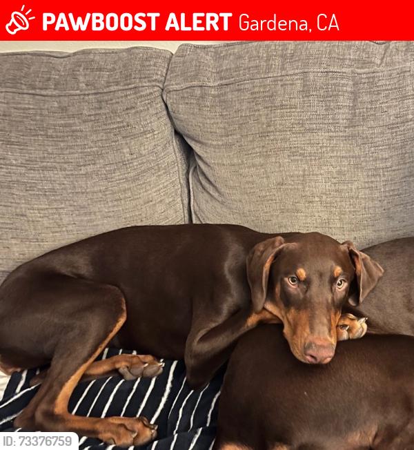 Lost Female Dog last seen Near South Hoover Street, Gardena California 90247, Gardena, CA 90247