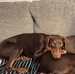 Lost Female Dog last seen Near South Hoover Street, Gardena California 90247, Gardena, CA 90247