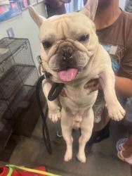 Shelter Stray Male Dog last seen , 1850 W 60th St, Los Angeles, CA 90047, USA