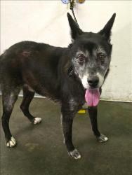 Shelter Stray Male Dog last seen , 1850 W 60th St, Los Angeles, CA 90047, USA
