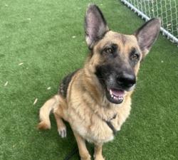 Shelter Stray Female Dog last seen , 1850 W 60th St, Los Angeles, CA 90047, USA