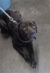 Shelter Stray Female Dog last seen , 1850 W 60th St, Los Angeles, CA 90047, USA