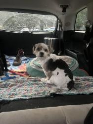 Reunited Male Dog last seen Club Haven ests (Tiffany Rd) off of Peacehaven near Country Club Rd., Winston-Salem, NC 27104