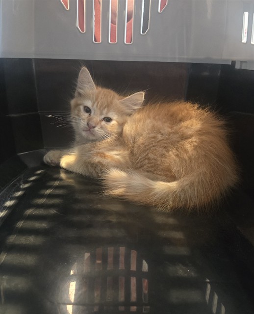 Shelter Stray Male Cat last seen SAND CANYON AVE/405 N, 92618, 6443 Oak Canyon, Irvine, CA 92618, USA