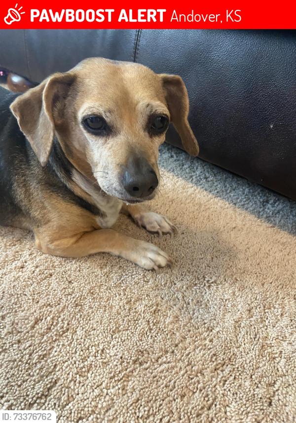Lost Female Dog last seen Northridge St. Andover, Andover, KS 67002