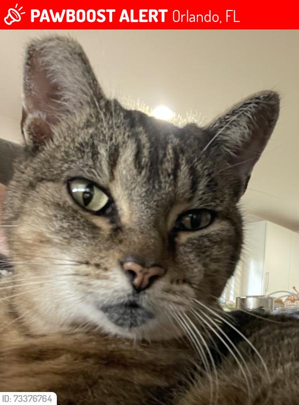 Lost Female Cat last seen Summerlin/Pershing, Orlando, FL 32806