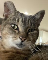 Lost Female Cat last seen Summerlin/Pershing, Orlando, FL 32806