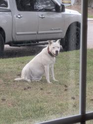 Found/Stray Unknown Dog last seen Stephen & Pennsylvania, Boise, ID 83706