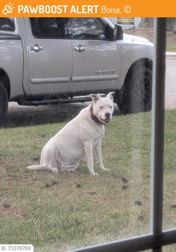Found/Stray Unknown Dog last seen Stephen & Pennsylvania, Boise, ID 83706