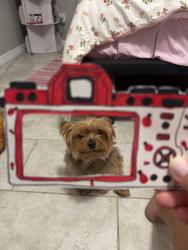 Reunited Male Dog last seen Near Park Blvd, Seminole, FL 33772, USA, Seminole, FL 33772