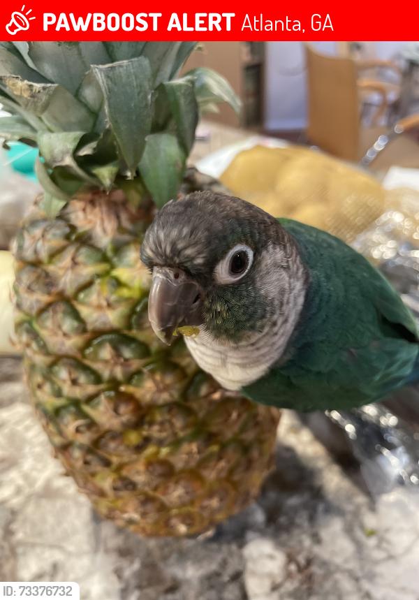 Lost Unknown Bird last seen Stovall Terrace and, Atlanta, GA 30342