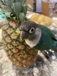 Lost Unknown Bird last seen Stovall Terrace and, Atlanta, GA 30342