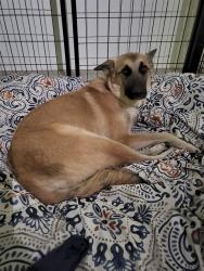 Shelter Stray Female Dog last seen CASA LOMA DR, BAKERSFIELD CA 93307, 3951 Fruitvale Ave, Bakersfield, CA 93308, USA