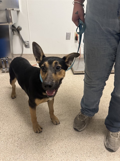 Shelter Stray Male Dog last seen Near BLOCK KENTUCKY ST, BAKERSFIELD CA 93305, 3951 Fruitvale Ave, Bakersfield, CA 93308, USA