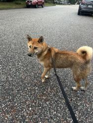 Found/Stray Male Dog last seen Kiln Creek Parkway, Newport News, VA 23602
